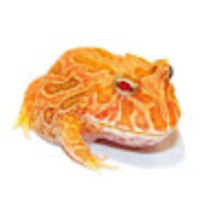 Meet your Posher, Carmel